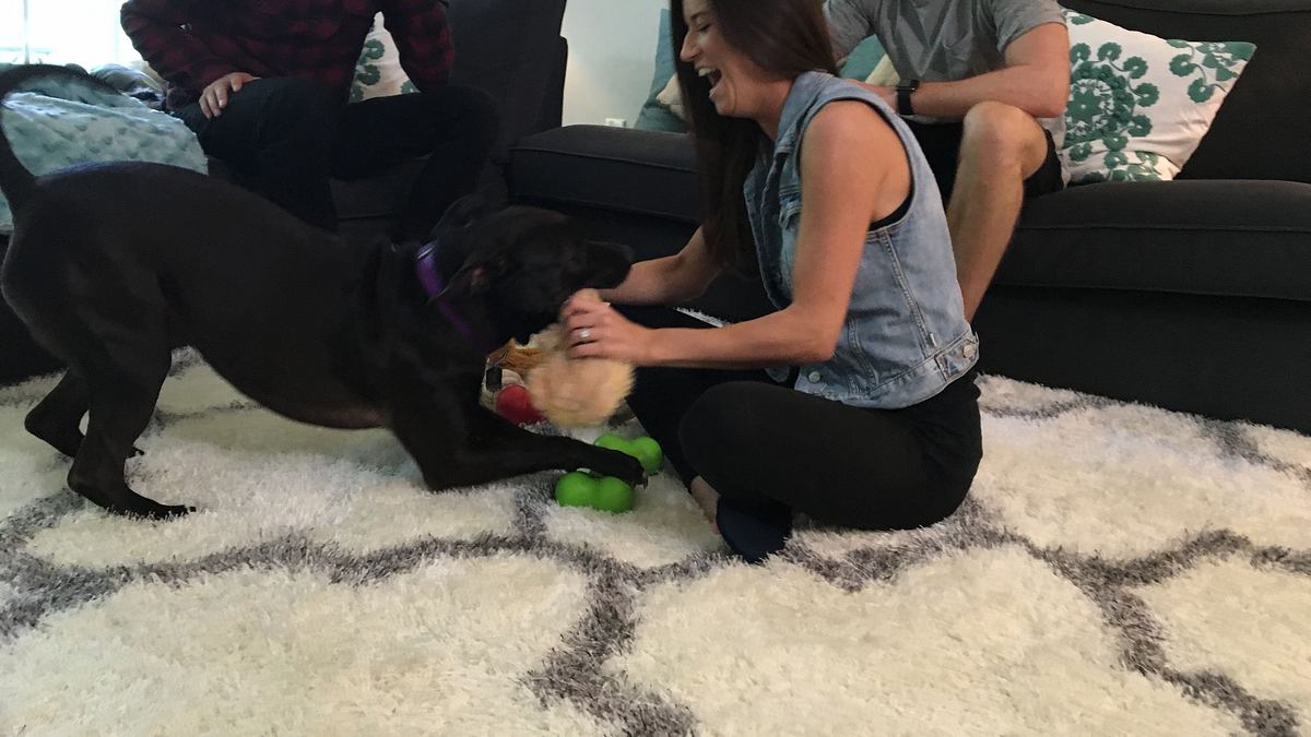 pitbulls auf bewährung