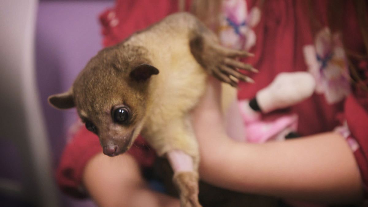 die tierärzte von houston