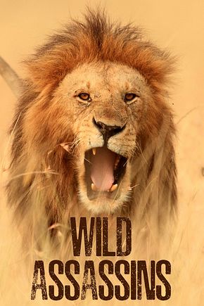 Wild Assassins - Foto: TMDB