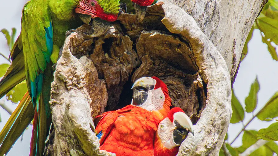 tierisch aufgeforstet