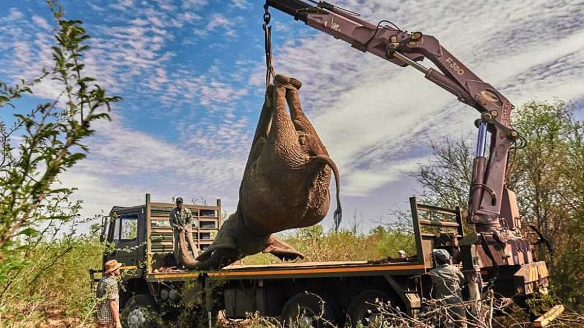Tiertransporte XXL