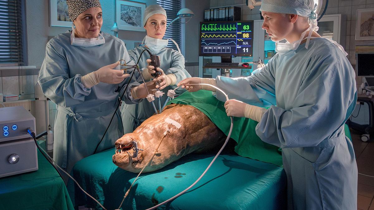 tierärztin dr. mertens
