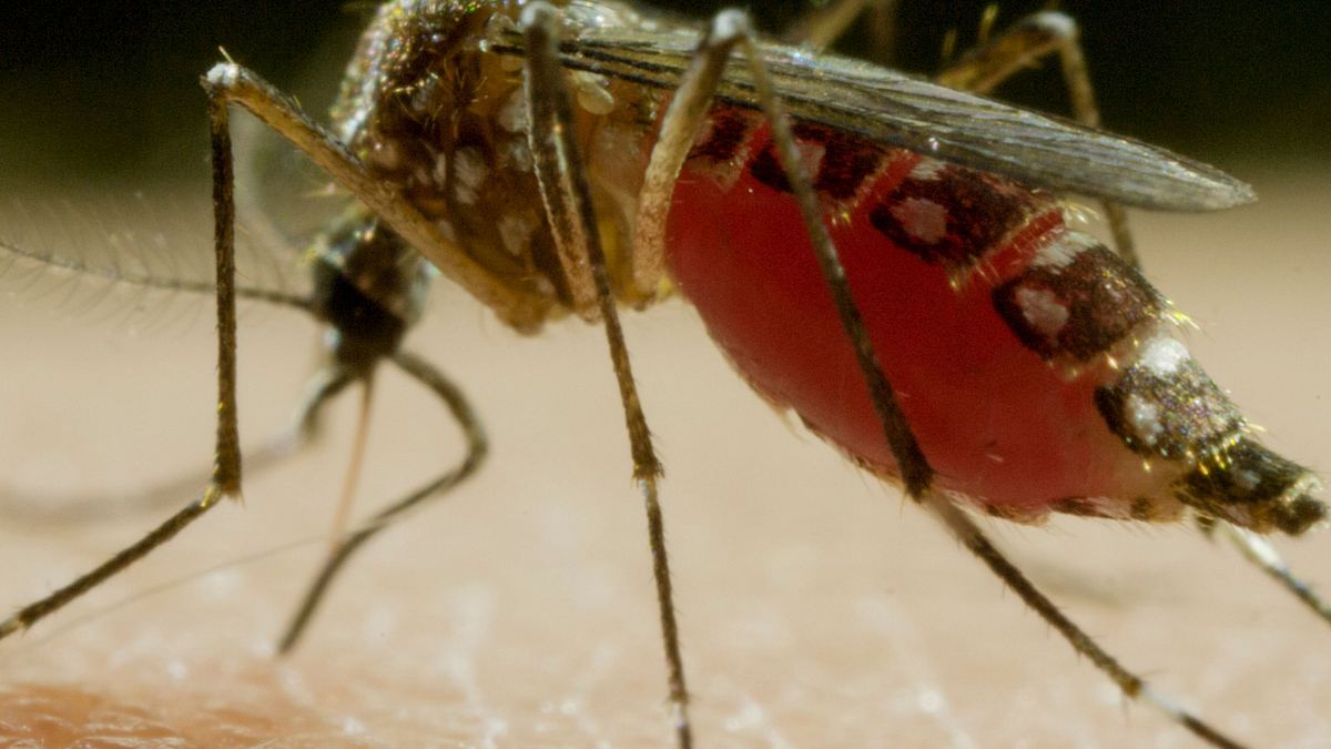 mosquito - tödliche gefahr