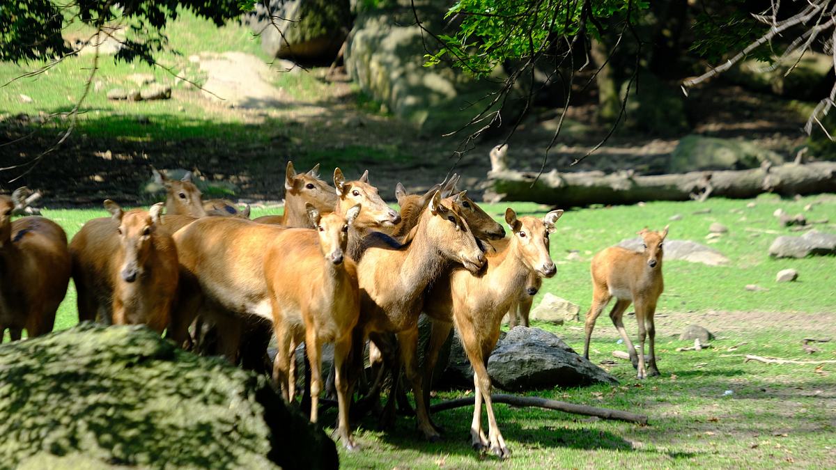 bronx zoo - tierpark der superlative