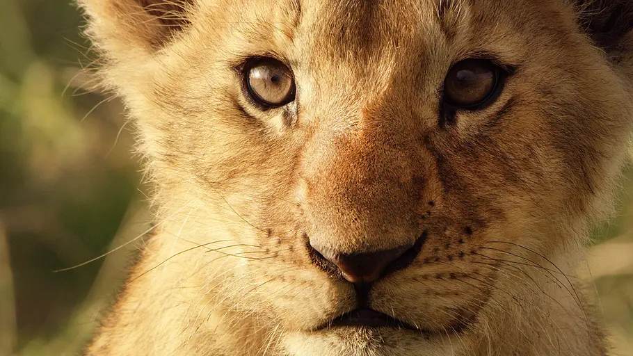 Serengeti - Wilde Geschichten aus der Savanne serengeti - wilde geschichten aus der savanne