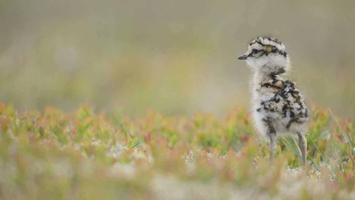 Schottlands neue Wildnis