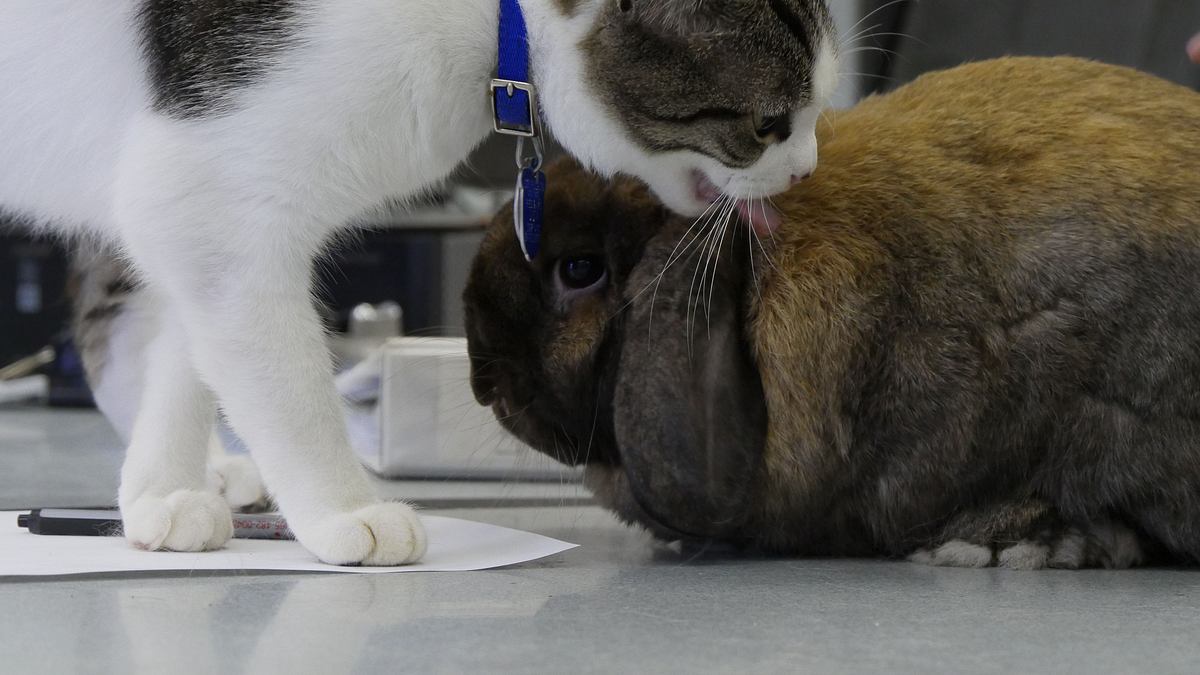 tierische freundschaften