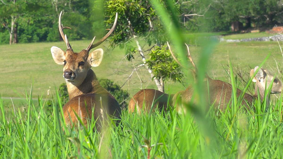 thailands faszinierende wildnis