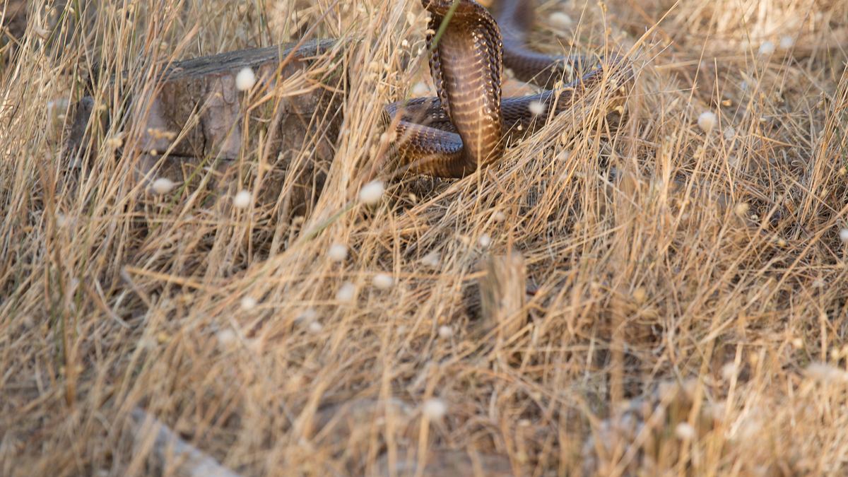 snakes in the city