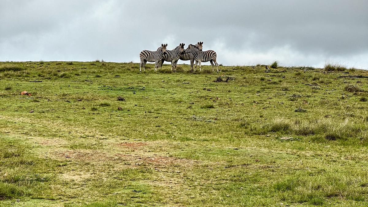roadtrip durch südafrika