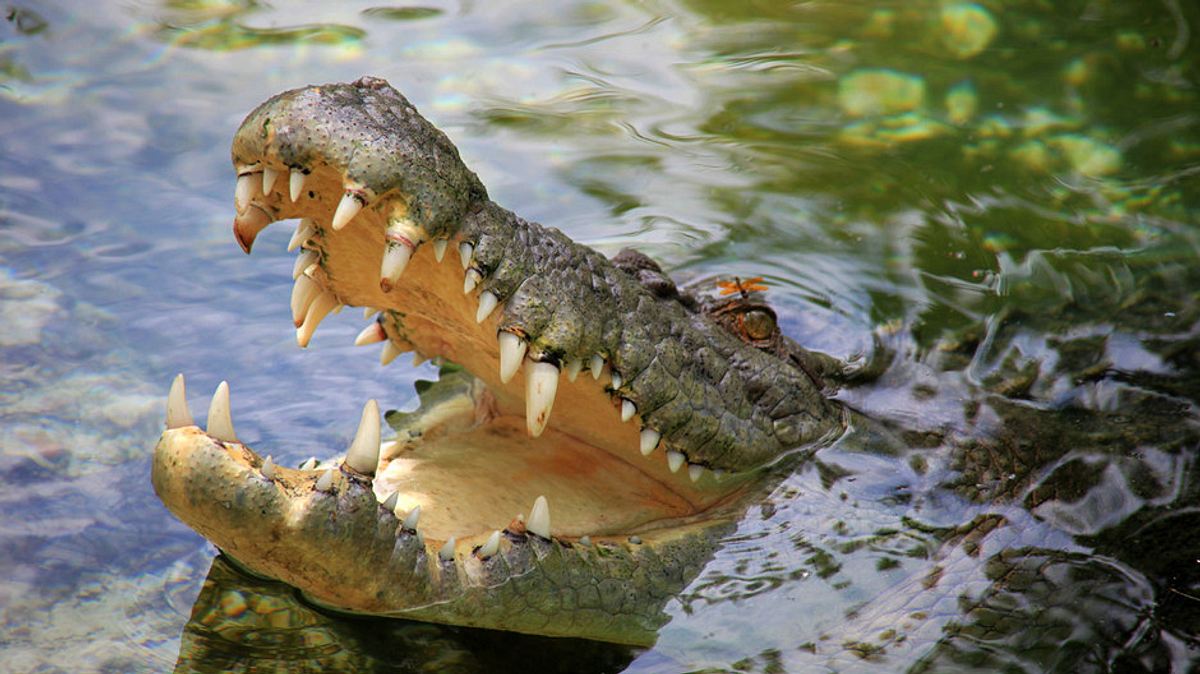 jurassic c.s.i.