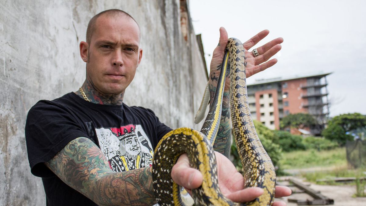 snakes in the city