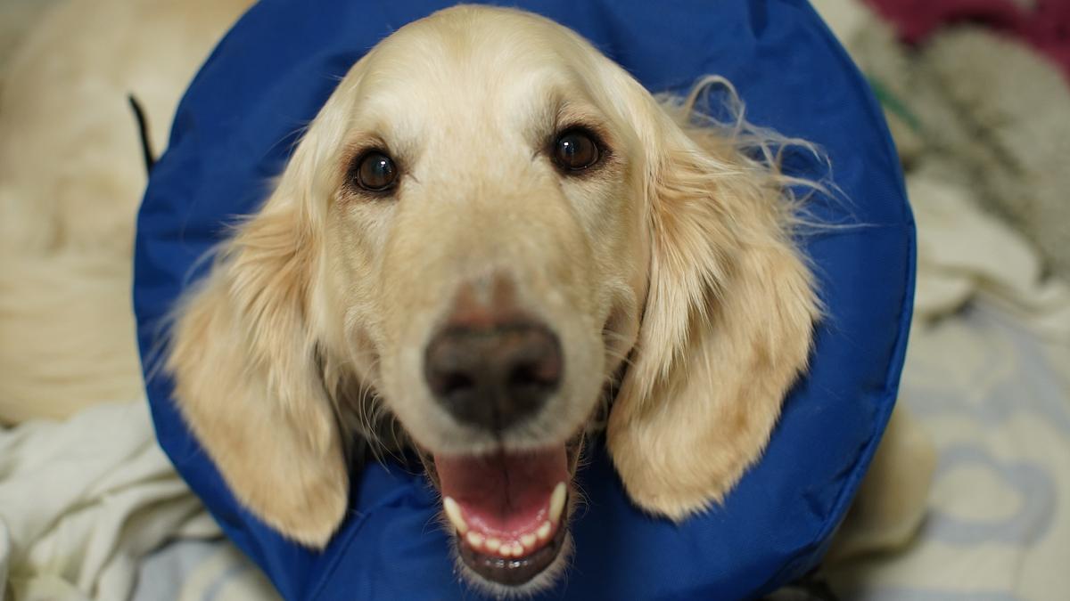 der super-doc - einsatz für 4 pfoten