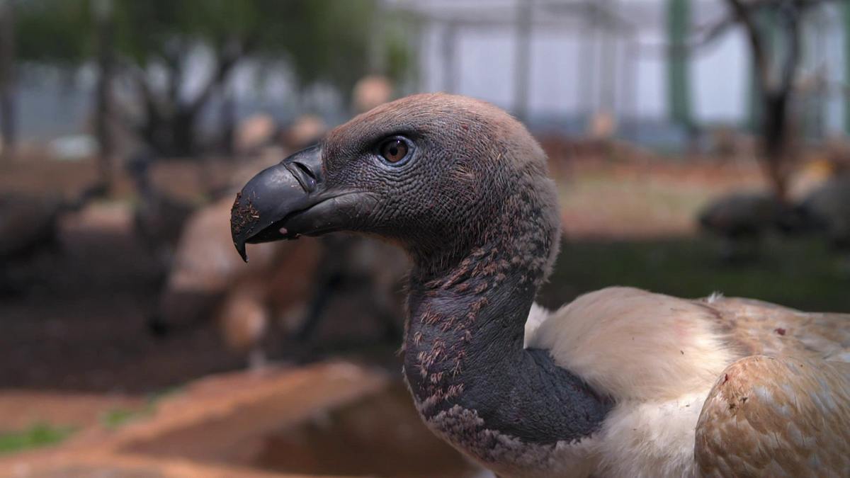 Die Superkräfte der Tiere die superkräfte der tiere