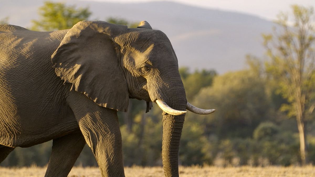 die sprache der tiere