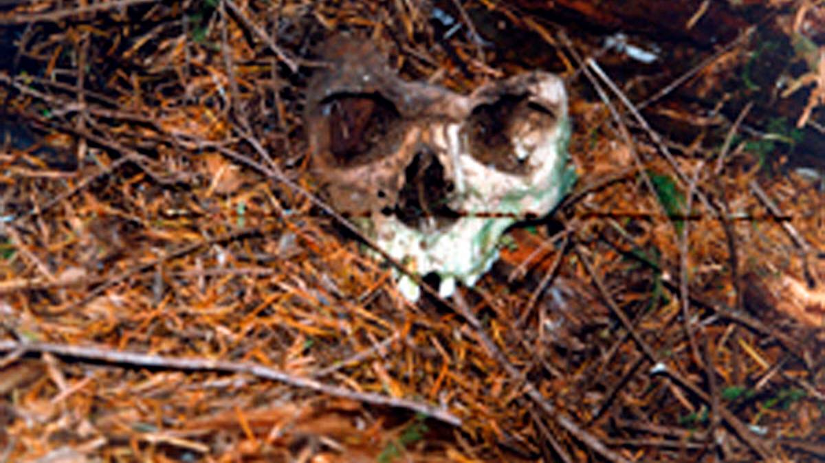cold case files