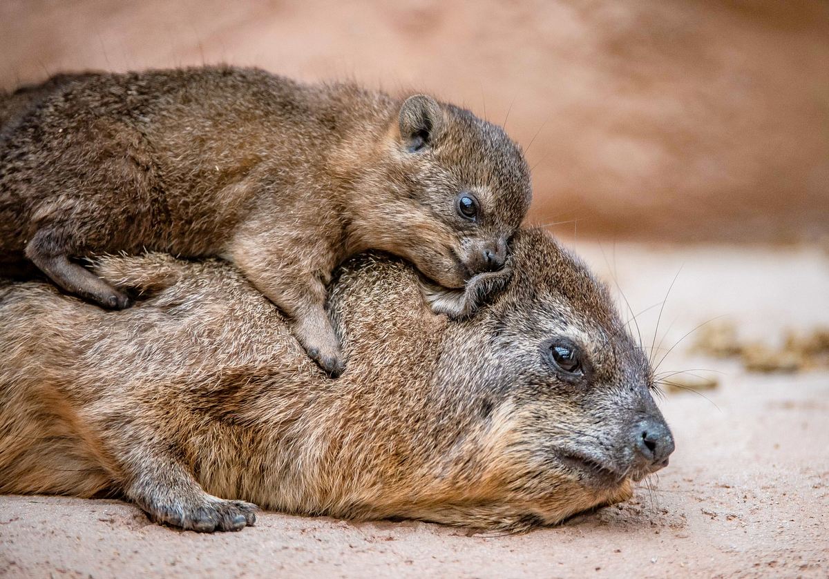 Zoo und so - Tierisch wild! zoo und so - tierisch wild!