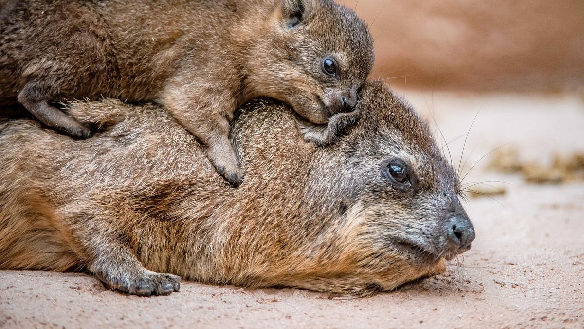 zoo und so - tierisch wild!