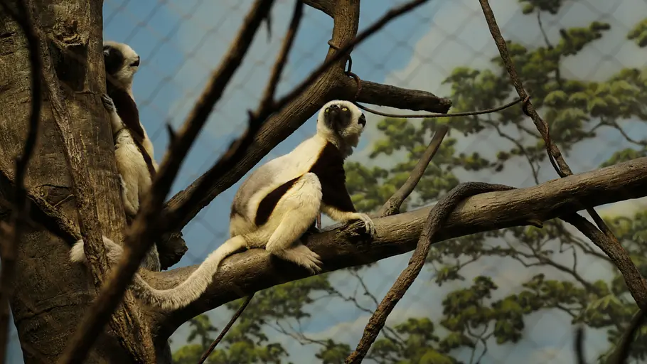 Bronx Zoo - Tierpark der Superlative bronx zoo - tierpark der superlative