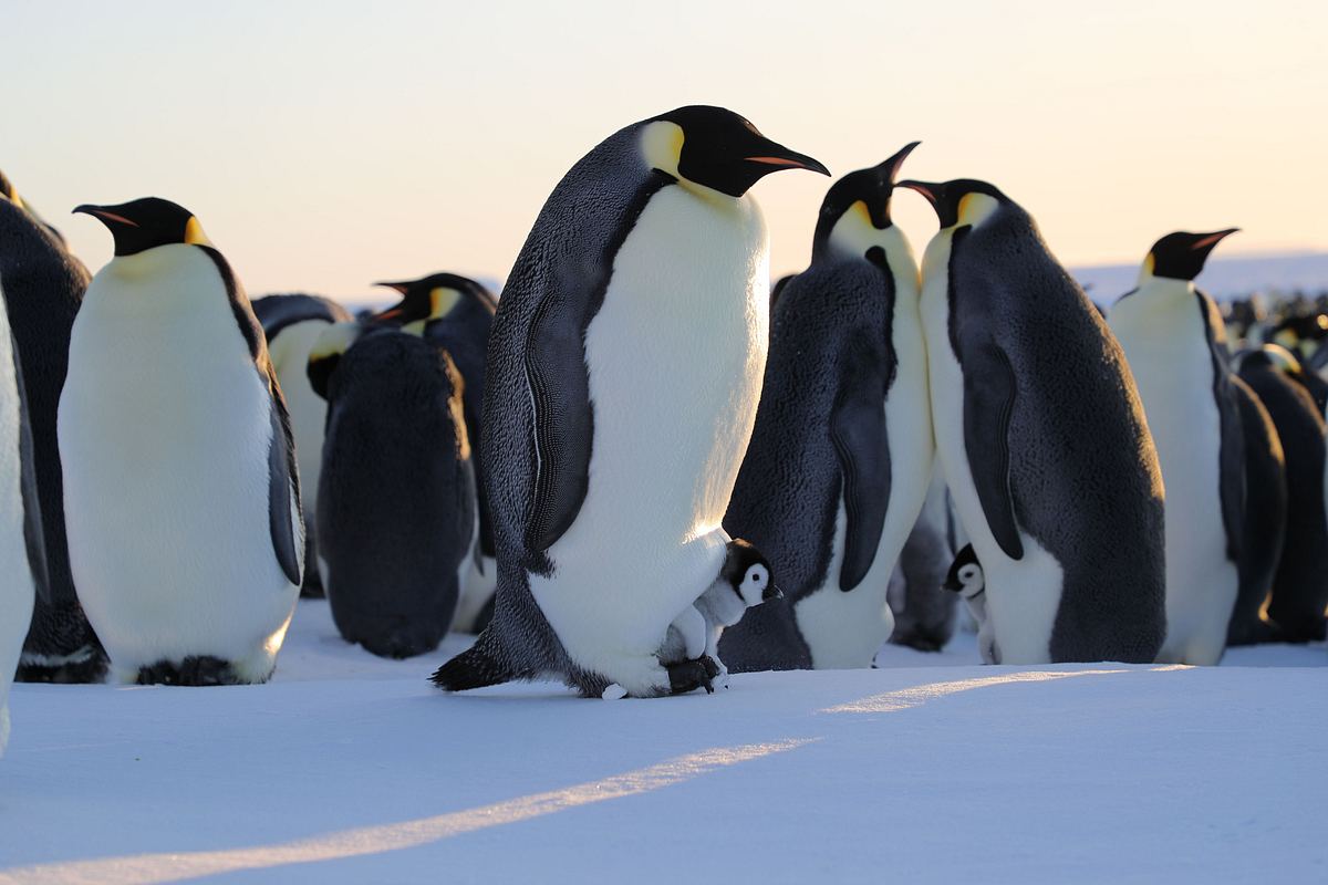 Die geheimnisvolle Welt der Pinguine die geheimnisvolle welt der pinguine