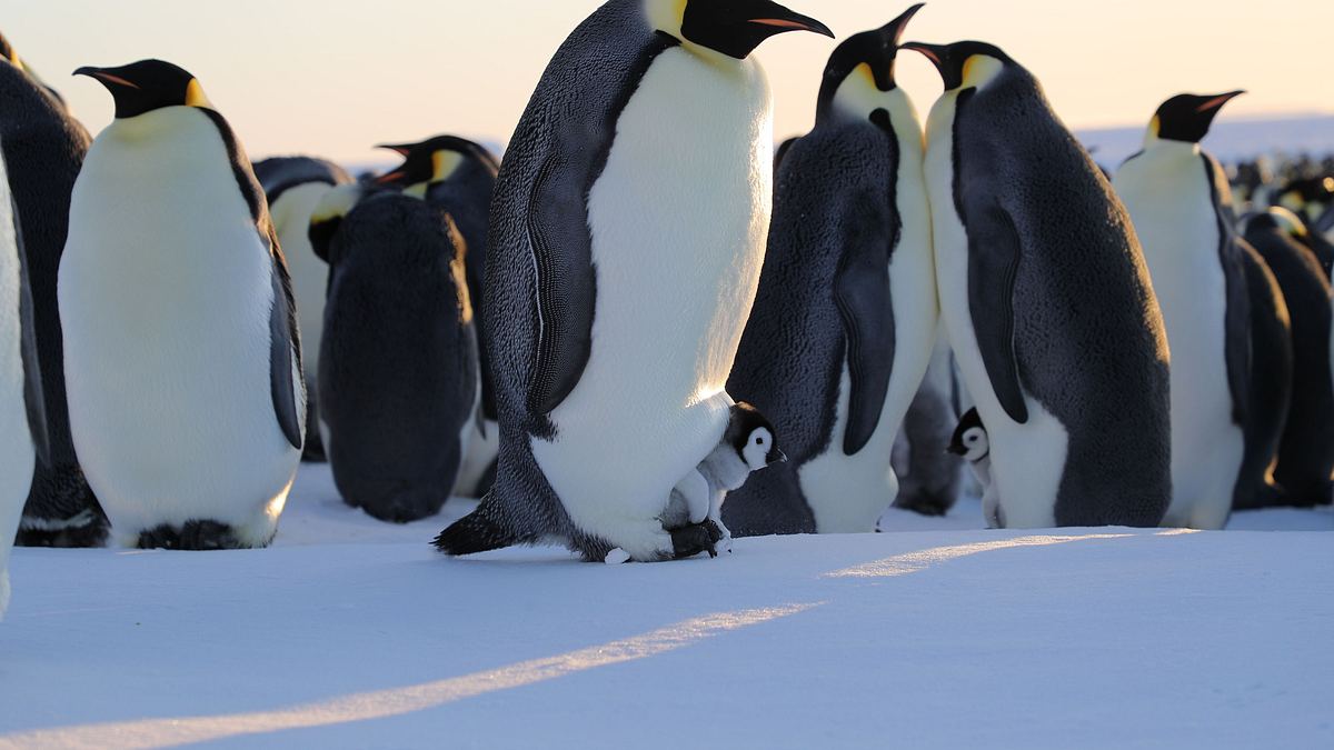 die geheimnisvolle welt der pinguine