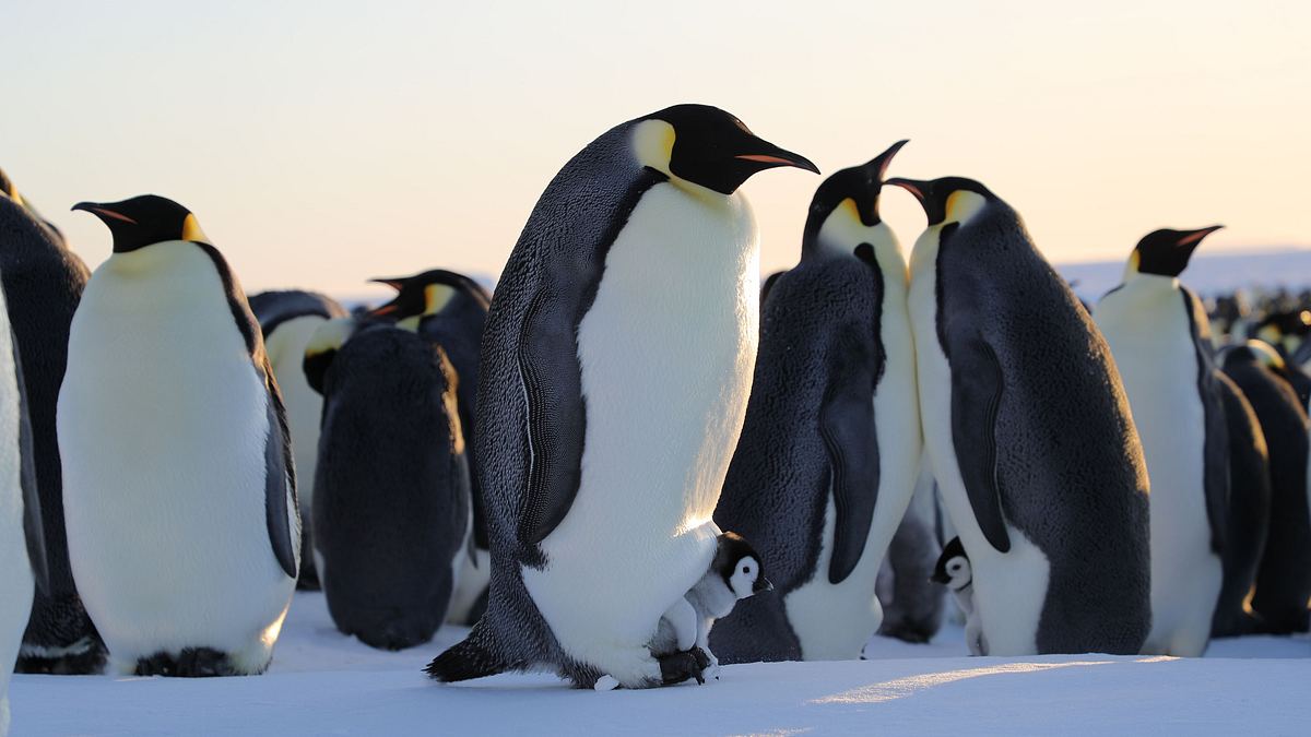 die geheimnisvolle welt der pinguine
