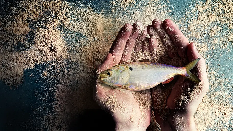 fischmehl - ein schmutziges business