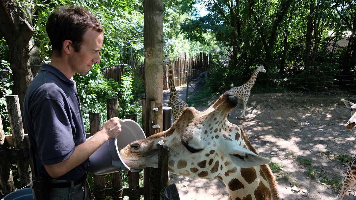 bronx zoo - tierpark der superlative