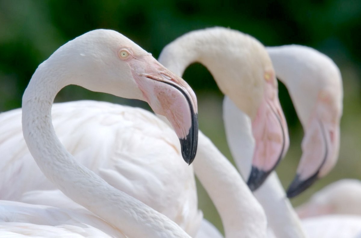 die sprache der tiere