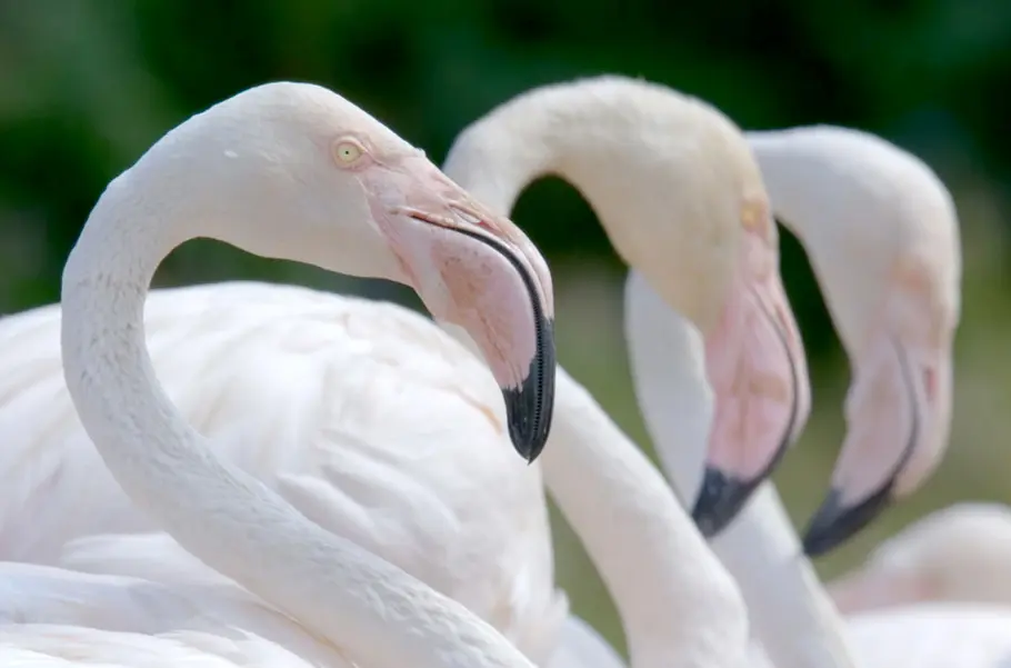 Die Sprache der Tiere die sprache der tiere