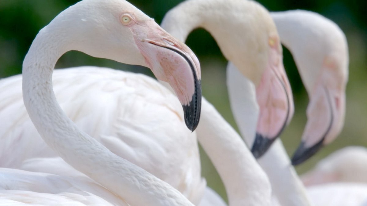 die sprache der tiere
