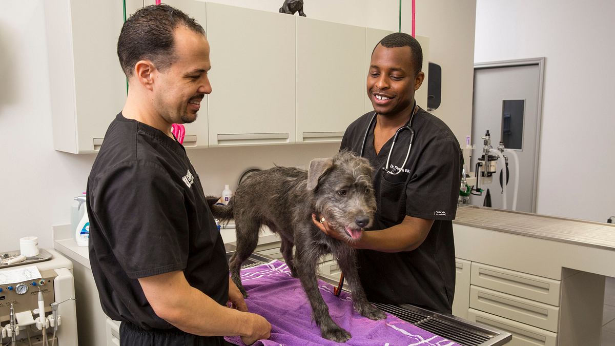 Die Tierärzte von Houston die tierärzte von houston