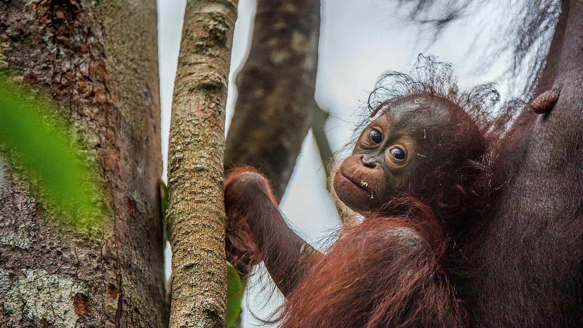 wilde insel borneo