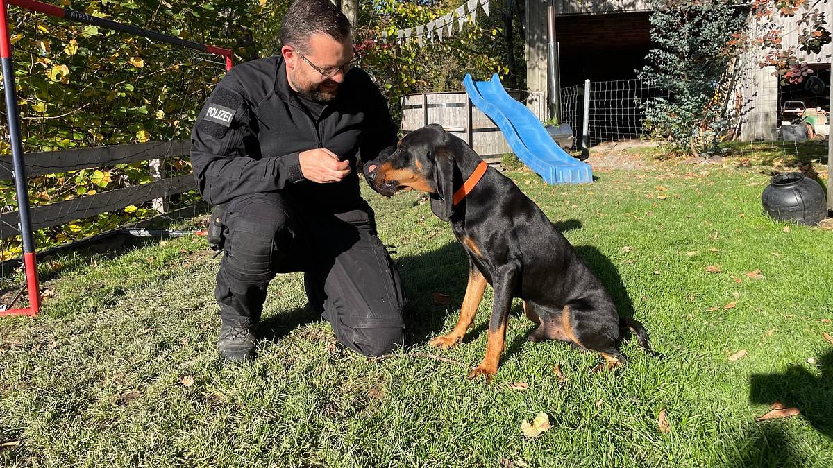 schweizer hundegeschichten