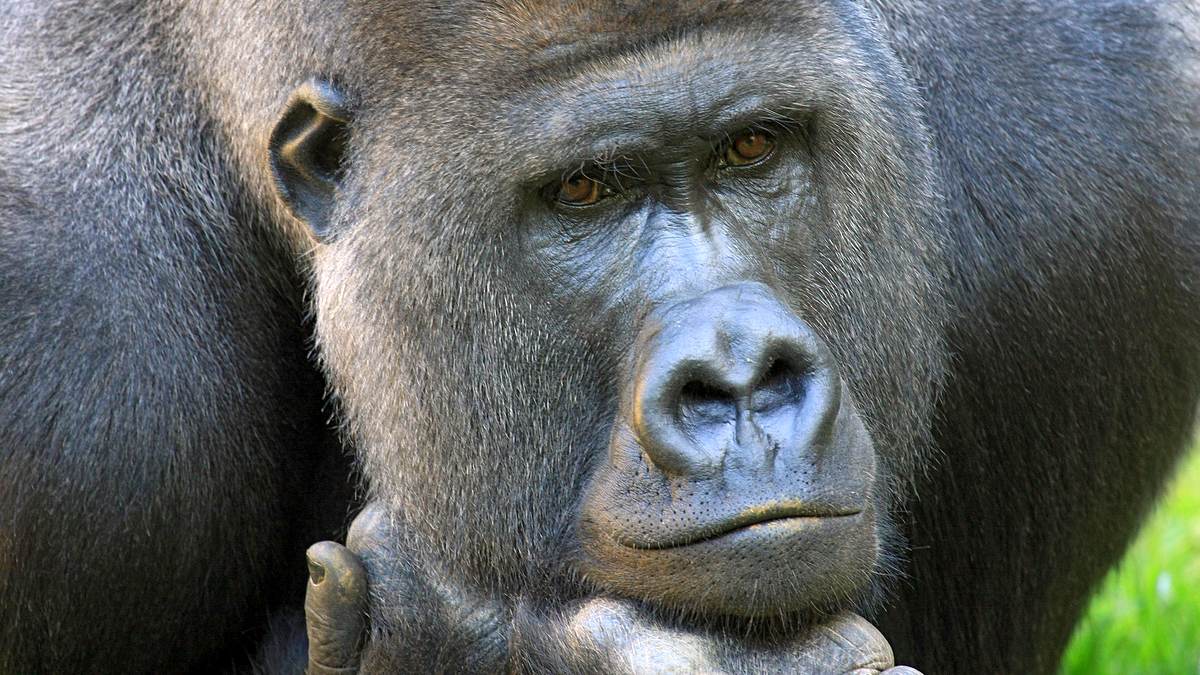 afrikas wilde wunderwelt
