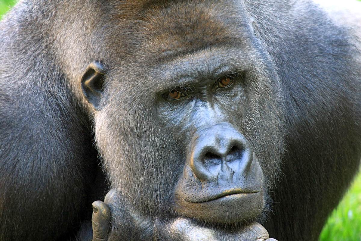 Afrikas wilde Wunderwelt afrikas wilde wunderwelt