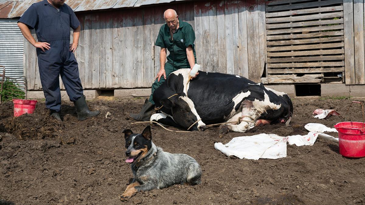 der unglaubliche dr. pol