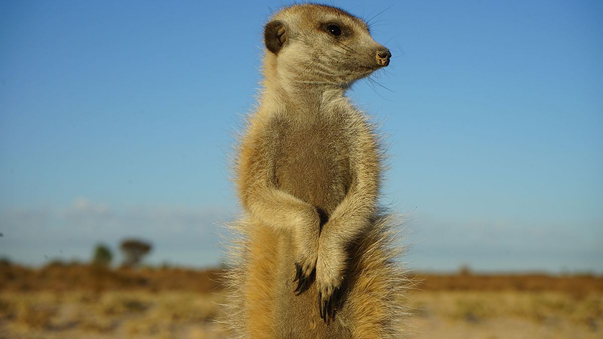 das wunder des lebens: tierbabys