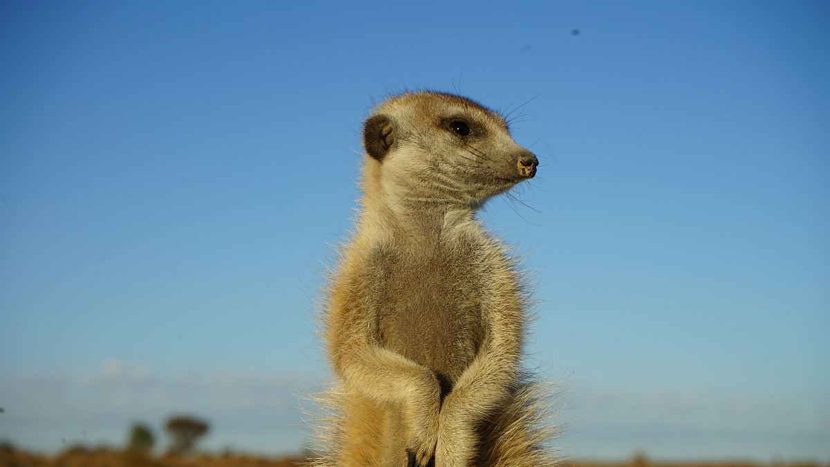 das wunder des lebens: tierbabys