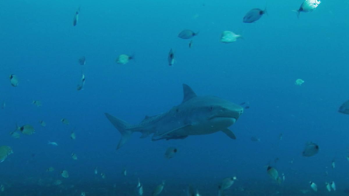 shark terror - angriff des weißen hais