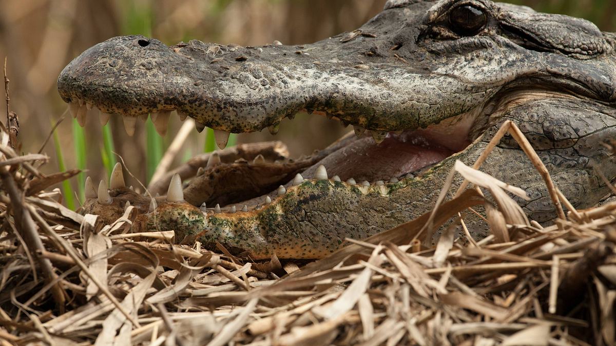 krokodil vs. alligator