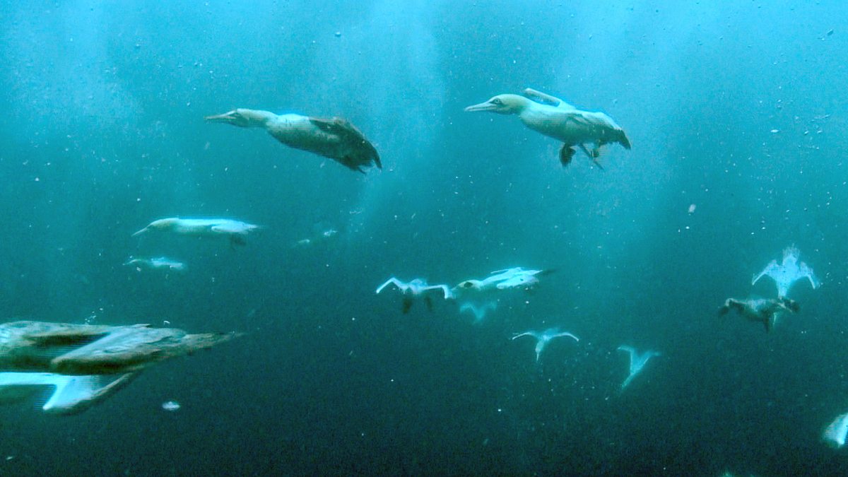 tierische freibeuter der meere