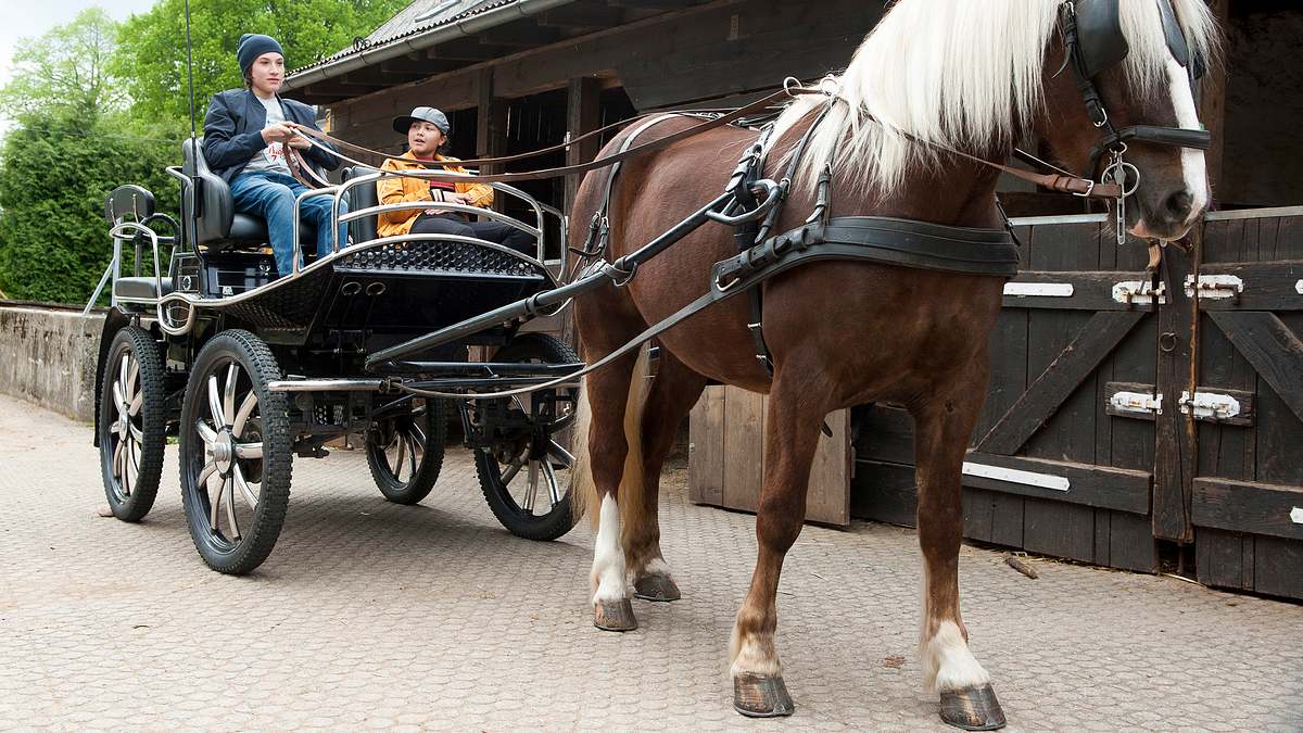 tiere bis unters dach