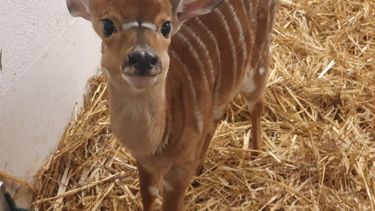 geheime tiergeburten