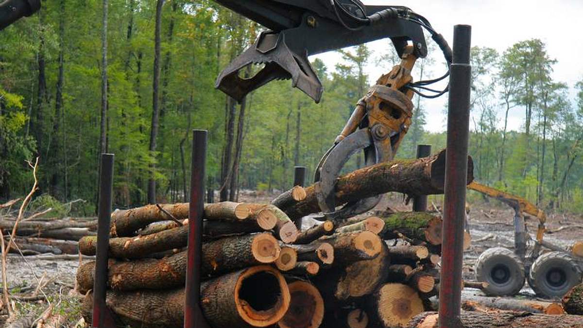 holzfäller extrem