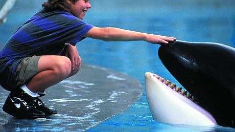 Free Willy