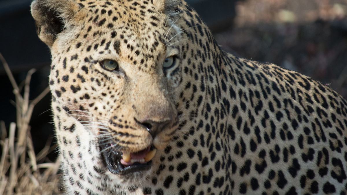 afrikas tödlichste jäger