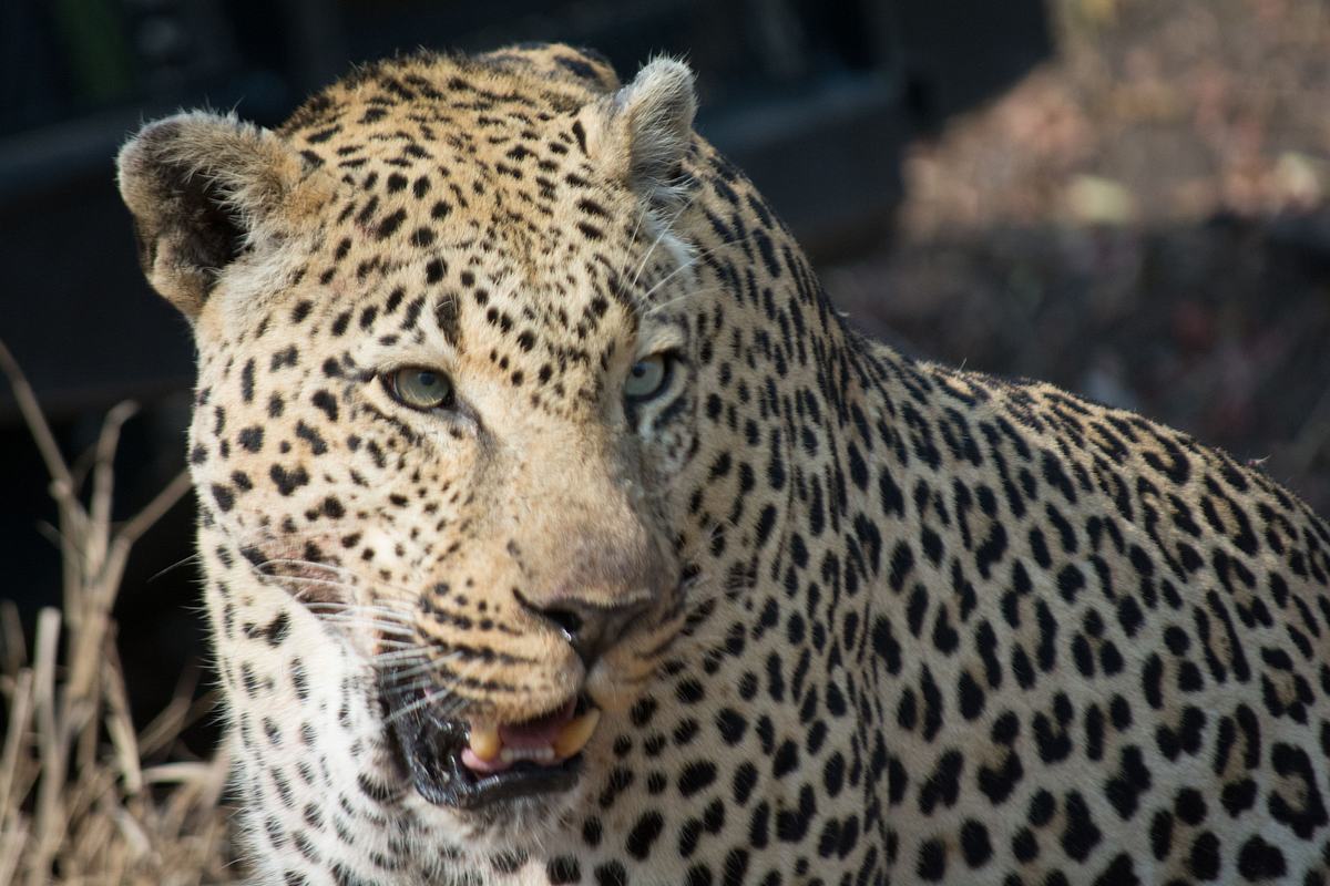 Afrikas tödlichste Jäger afrikas tödlichste jäger