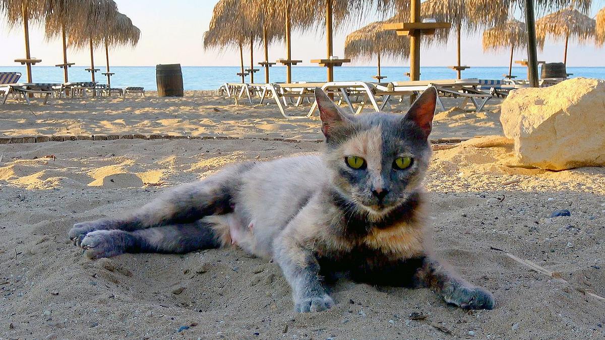 der strand: tierisches aus dem ferienparadies