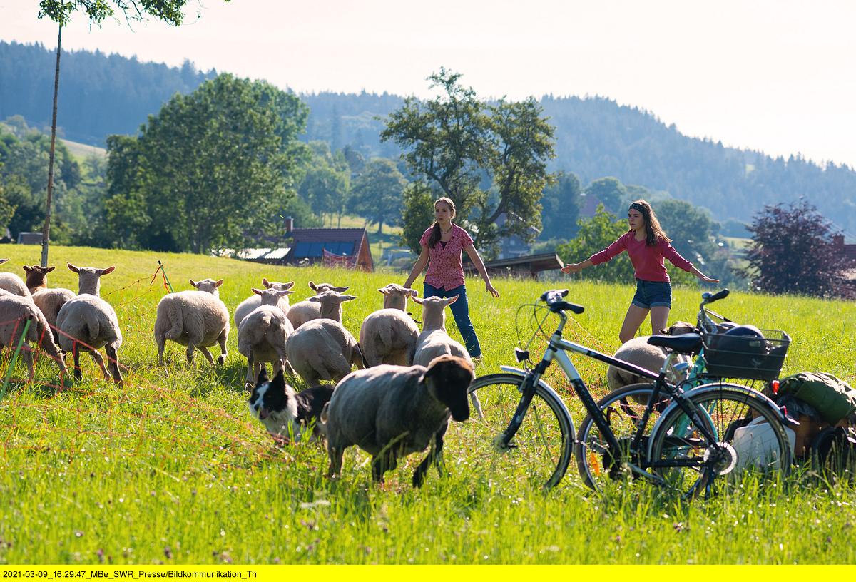 tiere bis unters dach